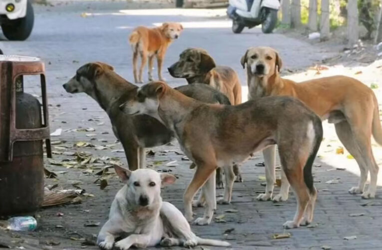 MP से खत्म होगा कुत्तों और मवेशियों का ‘आतंक’, स्कूल और अस्पतालों के बाहर बनेगी ‘किलानुमा’ दीवार