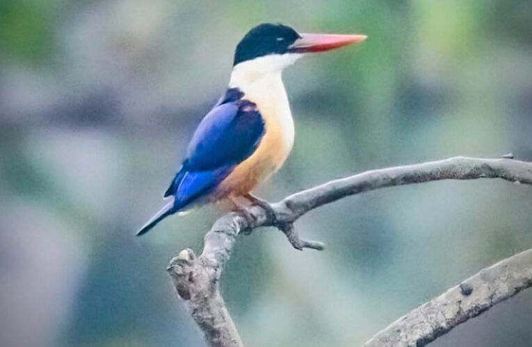 रायपुर : बारनवापारा अभयारण्य में मिला दुर्लभ ब्लैक-कैप्ड किंगफिशर