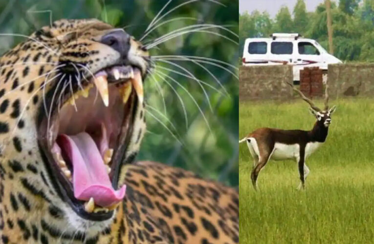 नौरादेही अभ्यारण्य में अफ्रीकी चीते के लिए काले हिरणों का इंतजाम, तैयार हैं शिकार के लिए