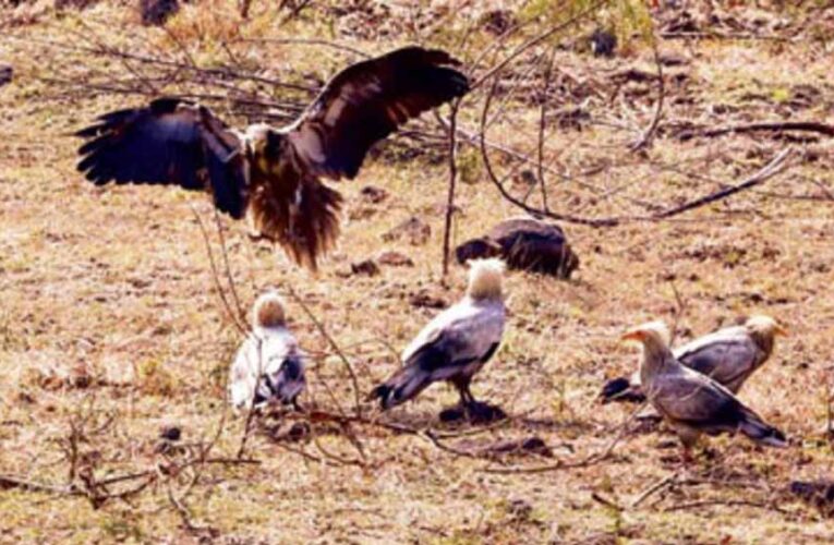 इंदौर में सफेद गिद्धों की संख्या में इजाफा, 9 साल बाद ‘आकाश के रक्षक’ की वापसी