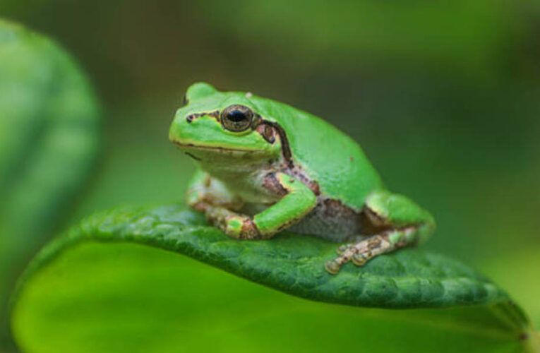 जापान के ट्री फ्रॉग में मिला शक्तिशाली एंटीकैंसर ड्रग, एक डोज से कैंसर खत्म होने की संभावना