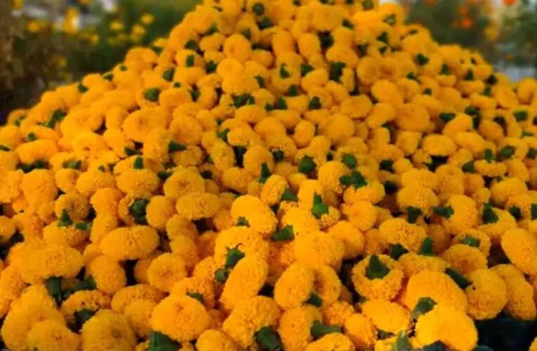 उज्जैन में तैयार होगा फूलों का क्लस्टर, सिंहस्थ के लिए विभाग की जोरदार तैयारी; भोपाल में 30 जनवरी को फ्लॉवर एग्ज़ीबिशन