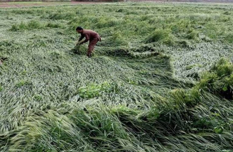 मध्य प्रदेश में हर किसान को फसल मुआवजा, मोहन यादव के आदेश पर अधिकारी खेतों में पहुँचे