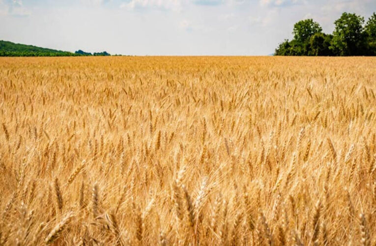 MSP बढ़ने से सरकार को राहत, किसानों को मिली निराशा, केवल 15 रुपये का बोनस मिलेगा