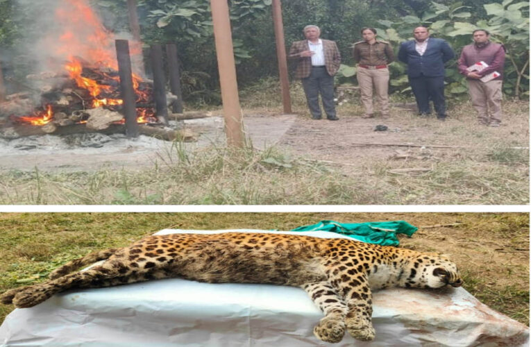 व्हाइट टाइगर सफारी में जश्न, जू सेंटर में सवाल: दो दिन बाद सामने आई तेंदुआ की मौत