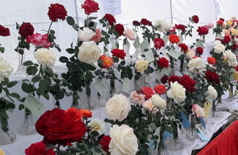 गुलाब प्रदर्शनी में द्वितीय चरण की प्रतियोगिता “गमलों में गुलाब” 9 जनवरी को