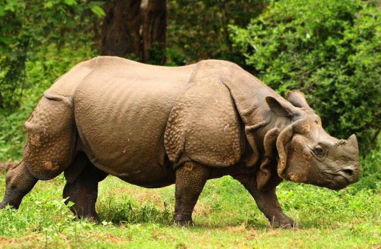जल्द एमपी में असम के गैंडे होंगे दिखे, वन्यजीवों के आदान-प्रदान की तैयारी