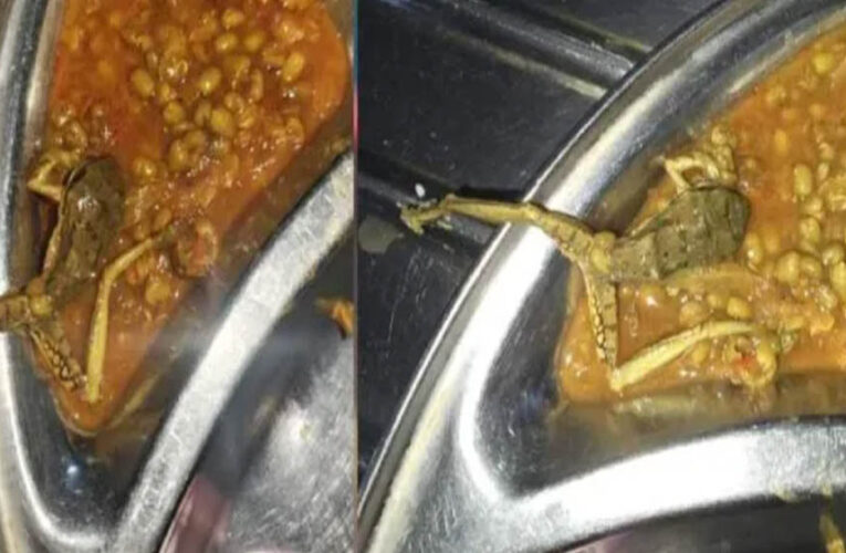 मेस के खाने में निकला मरा मेंढक और कीड़े-मकोड़े, डेंटल कॉलेज में गंभीर लापरवाही का खुलासा