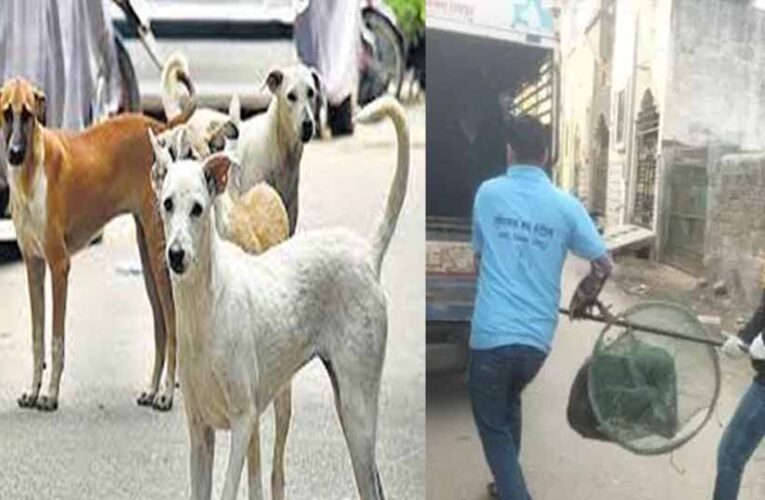 रायपुर में आवारा कुत्तों के काटने की बढ़ी घटनाएं, नगर निगम अमले ने चलाया धरपकड़ अभियान