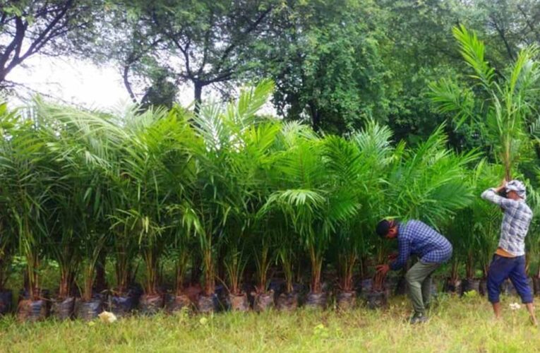 ऑयल पाम की खेती को बढ़ावा, अतिरिक्त अनुदान से किसानों की बढ़ेगी आय