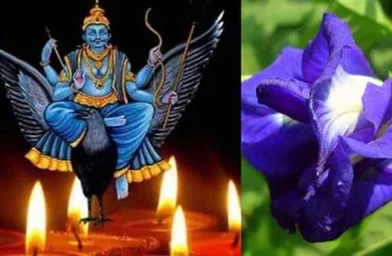 शनि की साढ़ेसाती और ढैय्या से छुटकारा दिलाएंगे खास फूल, शनिवार को पूजा करने से शनि देव होते हैं प्रसन्न