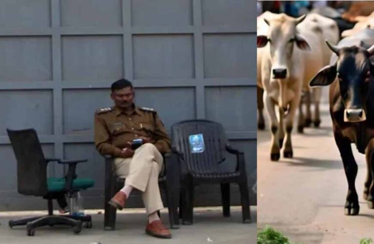 गोमांस को भैंस का सर्टिफाइड करता है डॉ. बीपी गौर, अत्याधुनिक पैकेजिंग कर दुबई सहित खाड़ी देशों में हो रहा सप्लाई