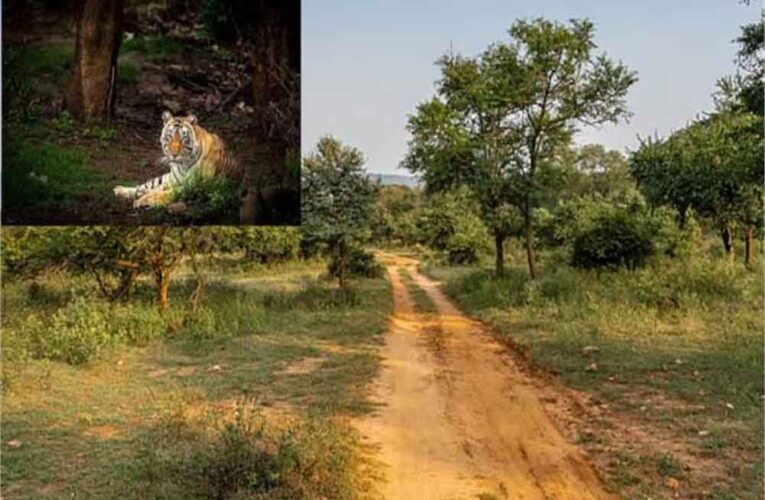 सरिस्का में CTH–बफर जोन पर मंथन, 9 जनवरी को विशेष ग्राम सभाएं; नेता प्रतिपक्ष ने उठाए सवाल