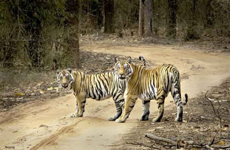 बाघ संरक्षण की वैश्विक मिसाल बना मध्यप्रदेश