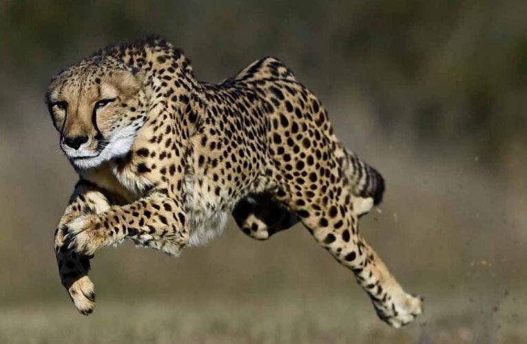 कूनो से ग्वालियर तक हाईवे पर चीतों की चहलकदमी बढ़ी, सुरक्षा इंतजामों को किया जाएगा मजबूत