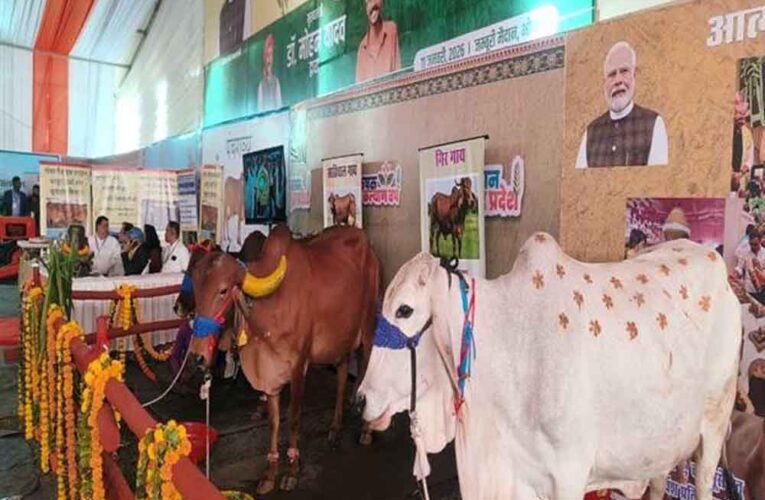 आंध्र प्रदेश की प्रसिद्ध पुंगनूर गाय बनी आकर्षण का केंद्र