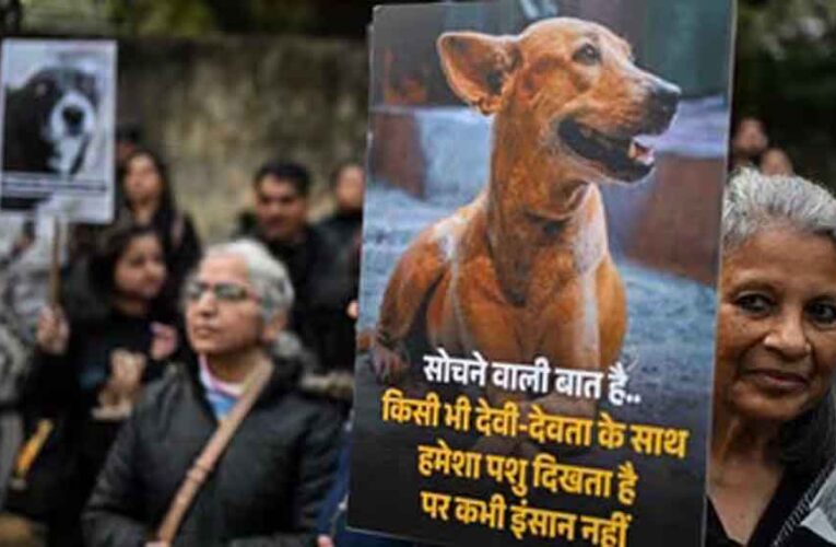 कुत्ते पर पत्थरबाज़ी का मामला सुप्रीम कोर्ट पहुँचा, पीड़िता ने किया डॉग का पक्ष में बचाव