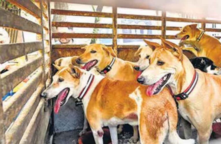चुनावी वादा निभाने के नाम पर हैवानियत! एक हफ्ते में 500 कुत्तों की हत्या, गांवों में दहशत