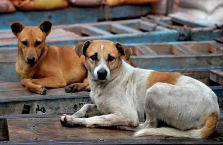 कुत्तों को नसबंदी के बाद बिरयानी खिला रहा निगम, कांग्रेस बोली- ‘करप्शन कर रहे हैं, किसकी बिरयानी?’