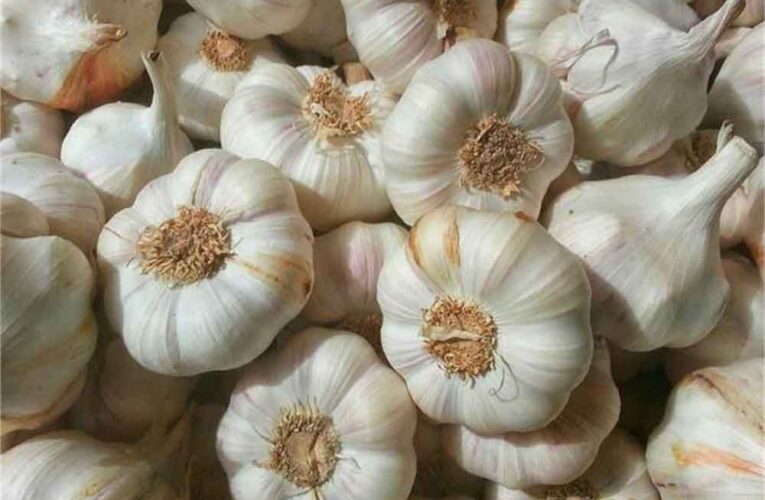 बारां के लहसुन को जीआई टैग की सौगात, किसानों को मिलेगा अंतरराष्ट्रीय बाजार में नया मुकाम