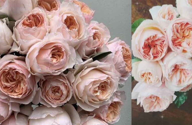 फूलों के राजा गुलाब की महक से 9 से 11 जनवरी तक महकेगी राजधानी