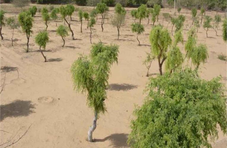 खेजड़ी बचाओ अभियान तेज, 2 फरवरी को बीकानेर में महापड़ाव का ऐलान