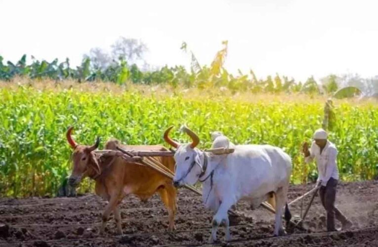 ‘श्रीअन्न’ किसानों ने सरकारी खरीद को दी प्राथमिकता