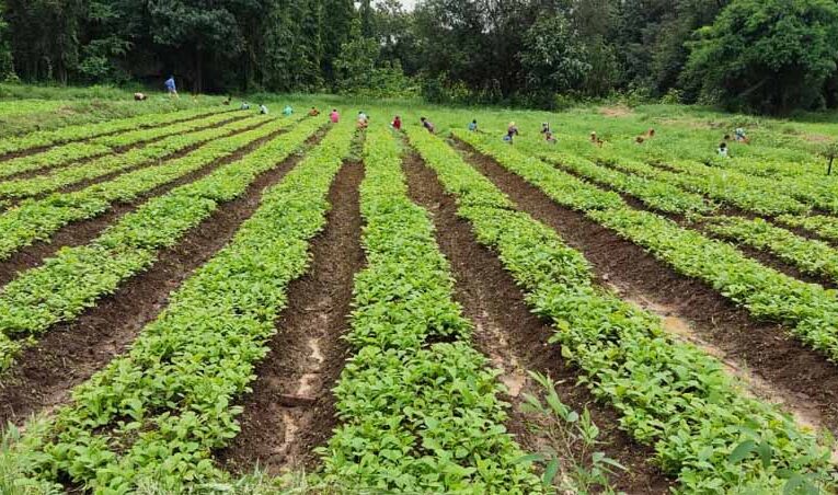 खुशबू से कमाई तक: लेमनग्रास की खेती से आत्मनिर्भर बन रहीं महिलाएँ