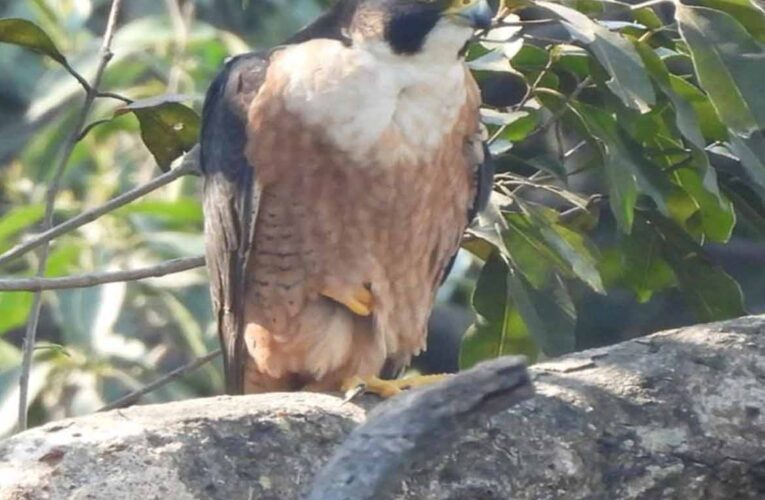 उदंती-सीतानदी में दिखा दुनिया का सबसे तेज़ उड़ने वाला पक्षी: पेरेग्रीन फाल्कन की मौजूदगी