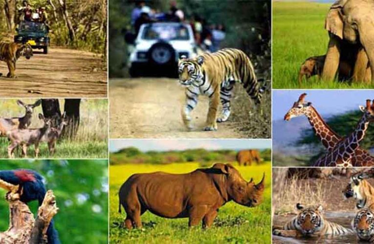 वन्य-जीवों की सुरक्षा एवं शिकार से बचाव के लिये चलेगा ऑपरेशन वाइल्ड ट्रैप-II