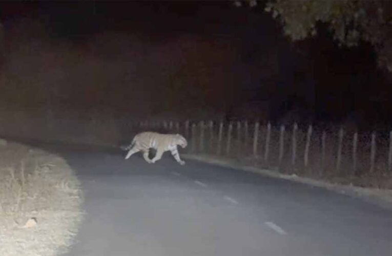 अमरकंटक में सड़क पर दिखा बाघ, गुजरते शिक्षक ने मोबाइल में कैद किया रोमांचक नज़ारा