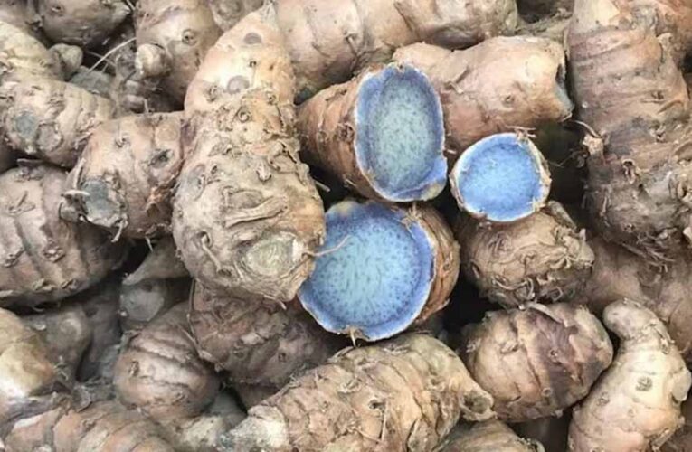 पीली हल्दी तो सभी खाते हैं, लेकिन क्या आपने कभी सुनी है ‘नीली हल्दी’? जानिए इसके चमत्कारी औषधीय फायदे