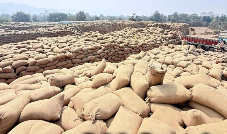 धान उठाव में सुस्ती पर सरकार का कड़ा रुख, मार्कफेड DMO किशोर चंद्रा हटाए गए