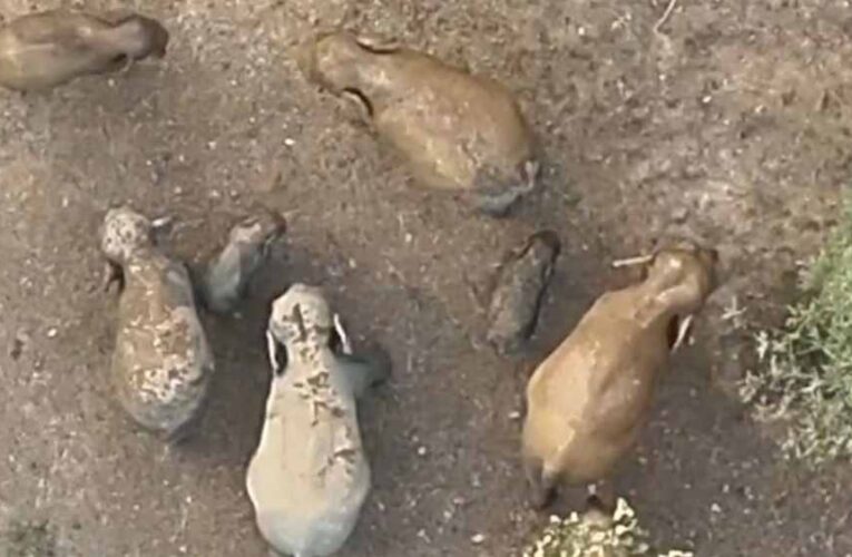 जंगल की दिल छू लेने वाली तस्वीर: मादा हथिनी की छाया में सुरक्षित दिखे नन्हें गजराज