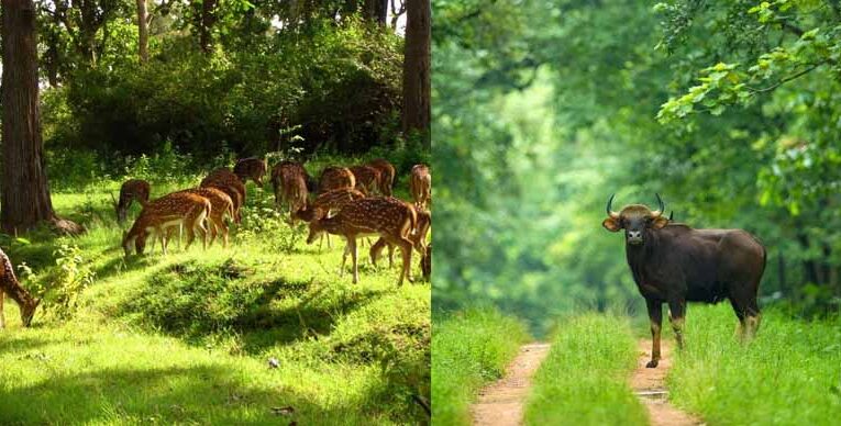 बारनवापारा अभयारण्य: हर मोड़ पर वन्य जीवन और प्रकृति की नई कहानी