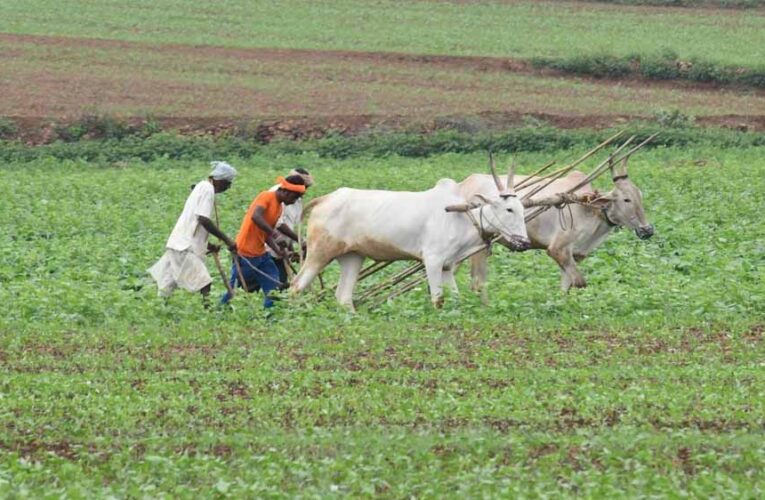 एमपी के हर किसान पर ₹74,420 का कर्ज, आंध्र के किसान ₹2.45 लाख के कर्जदार