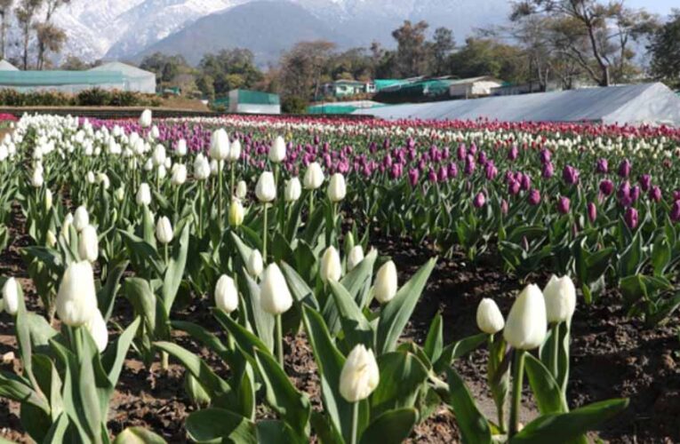 देखा एक ख्वाब’ की फीलिंग चाहिए? पालमपुर में खुला देश का दूसरा ट्यूलिप गार्डन