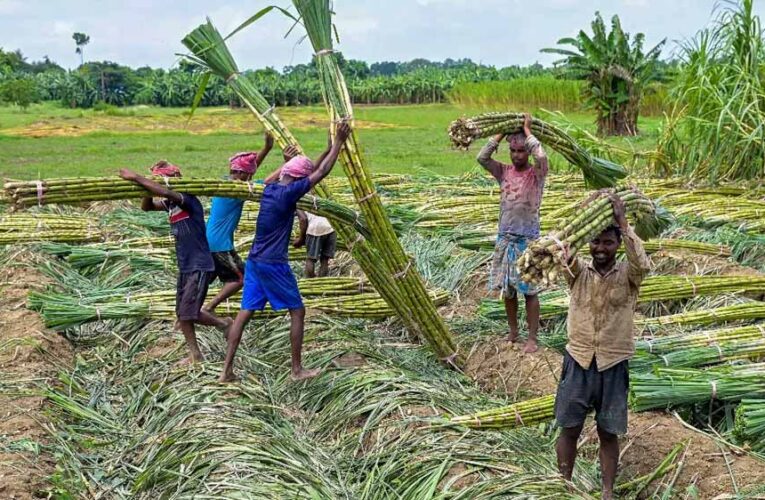 Chhattisgarh के गन्ना किसानों के खाते में करोड़ों की राशि, होली से पहले बड़ी राहत