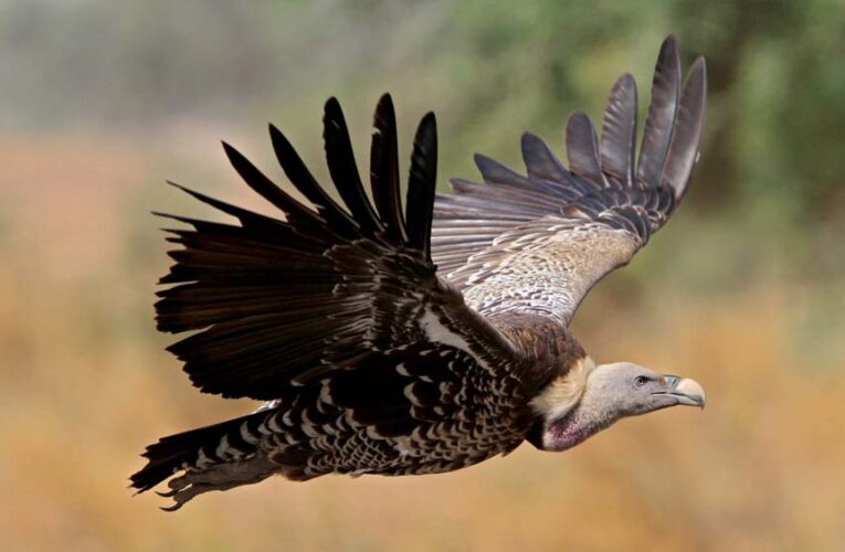 MP में पहली बार मोबाइल एप से होगी गिद्धों की गिनती, 7 प्रजातियों पर रखी जाएगी खास नजर