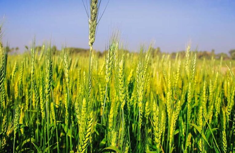 अचानक बढ़ी गर्मी से गेहूं की फसल पर खतरा, किसानों की बढ़ी चिंता