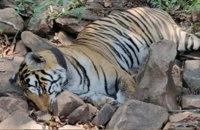 मां से बिछड़े ‘कान्हा’ बाघ की मौत, 27 दिन पहले छोड़ा गया जंगल में, दुर्गावती रिजर्व के कोर एरिया में मिला शव
