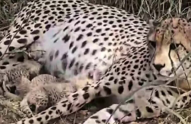 कूनो में खुशखबरी: ‘गामिनी’ ने दिया 3 शावकों को जन्म, चीतों का कुनबा बढ़कर हुआ 38