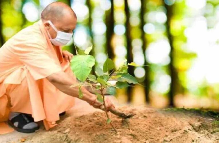 योगी सरकार-2026 में पूरे प्रदेश में लगाएगी 35 करोड़ पौधे