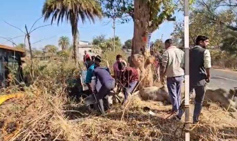 छत्तीसगढ़ से झारखंड गौवंश तस्करी का खुलासा, पुलिस पीछा में पलटी पिकअप, 3 गायों की मौत