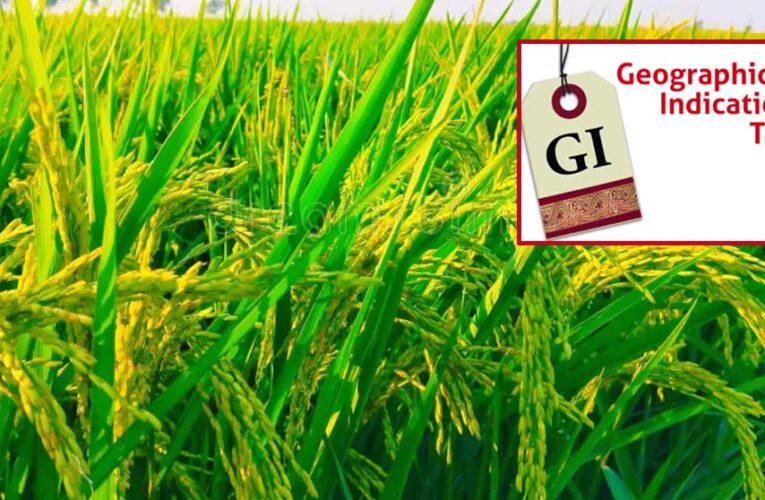 मध्य प्रदेश में अब तक बालाघाट का ‘चिन्नौर’ धान और रीवा का ‘सुंदरजा’ आम ही जीआइ टैग प्राप्त कर पाए