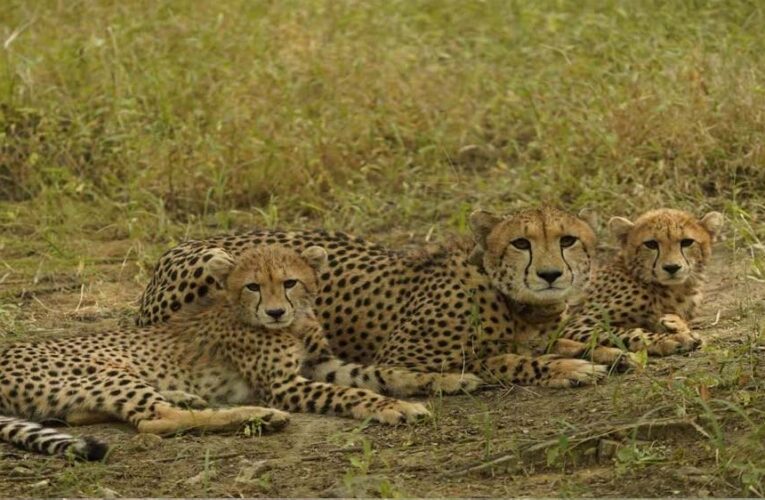बोत्सवाना से भारत आए 9 चीते, कूनो नेशनल पार्क में हुए क्वारंटीन, केंद्रीय मंत्री ने प्रतीकात्मक रूप से रिलीज किया