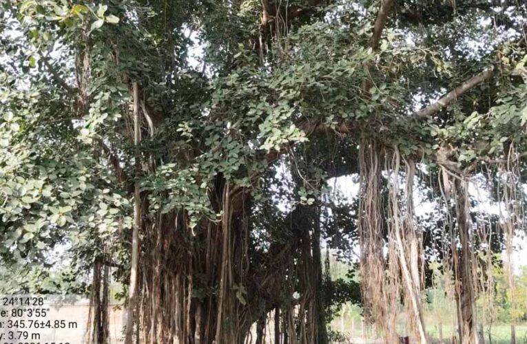 पन्ना में 100 साल से पुराने वृक्षों की खोज, बरगद, पीपल और नीम सहित कई पेड़ों का दस्तावेजीकरण