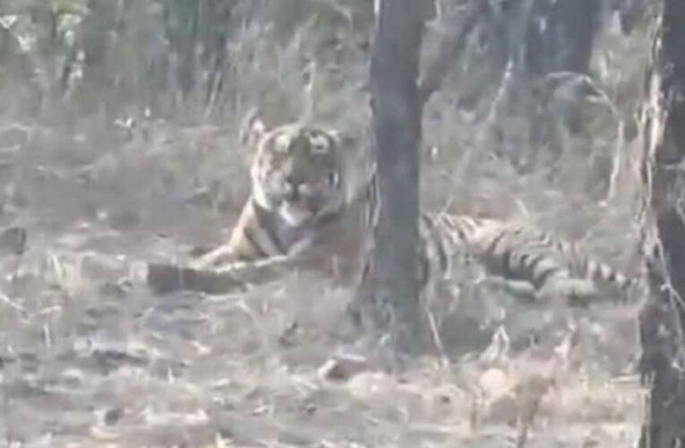 चीतों के घर में बाघ की एंट्री, कूनो नेशनल पार्क में पहली बार देखा गया, कैमरे में कैद हुई तस्वीर