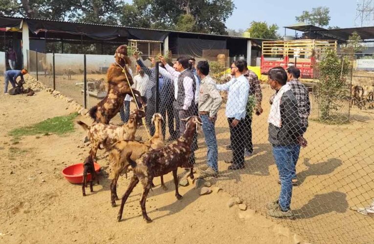 मध्य प्रदेश में बकरी पालन पर 50% सब्सिडी, सरकार का राष्ट्रीय पशुधन मिशन से किसानों को मिलेगा सुपरहिट बिजनेस मौका