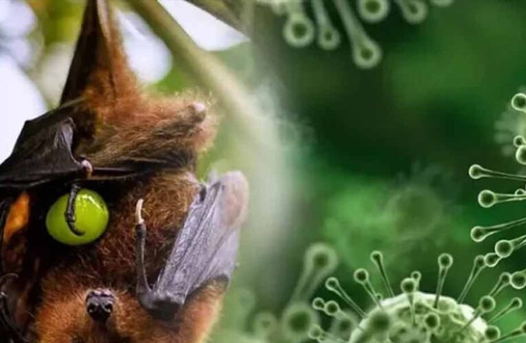 बांग्लादेश में निपाह वायरस का खतरा बढ़ा, कच्चा खजूर रस पीने से महिला की मौत, WHO ने जारी किया चेतावनी